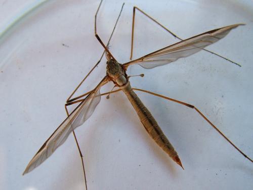 Réf. 248 842 : Tipula sp.